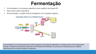 A fermentação é um processo pelo qual a matéria orgânica é parcialmente degradada e a energia química nela armazenada é
liberada e utilizada na produção de moléculas de ATP (adenosina trifosfato), em que ficará armazenada para ser utilizada
posteriormente em diversas reações do organismo.
 A fermentação é um processo anaeróbico (sem oxigênio) de síntese ATP
 Não envolve cadeia respiratória
 Na fermentação, o aceptor final de hidrogênios é um composto orgânico.
Fermentação
 