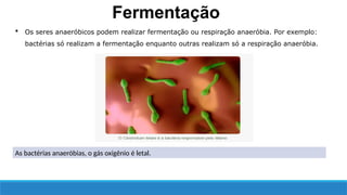 As bactérias anaeróbias, o gás oxigênio é letal.
 Os seres anaeróbicos podem realizar fermentação ou respiração anaeróbia. Por exemplo:
bactérias só realizam a fermentação enquanto outras realizam só a respiração anaeróbia.
Fermentação
 