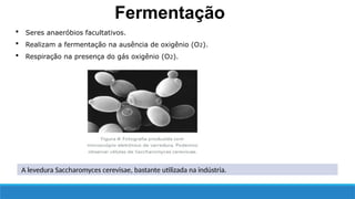 A levedura Saccharomyces cerevisae, bastante utilizada na indústria.
 Seres anaeróbios facultativos.
 Realizam a fermentação na ausência de oxigênio (O2).
 Respiração na presença do gás oxigênio (O2).
Fermentação
 