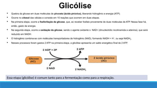 Essa etapa (glicólise) é comum tanto para a fermentação como para a respiração.
 Quebra da glicose em duas moléculas de piruvato (ácido pirúvico), liberando hidrogênio e energia (ATP).
 Ocorre no citosol das células e consiste em 10 reações que ocorrem em duas etapas.
 Na primeira etapa, ocorre a fosforilação da glicose, que, ao receber fosfato proveniente de duas moléculas de ATP. Nessa fase há,
então, gasto de energia.
 Na segunda etapa, ocorre a oxidação da glicose, sendo o agente oxidante o NAD+ (dinucleotídio nicotinamida e adenina), que será
reduzido em NADH.
 O hidrogênio combina-se com moléculas transportadores de hidrogênio (NAD), formando NADH + H+
, ou seja NADH2.
 Nesses processos foram gastos 2 ATP na primeira etapa, a glicólise apresenta um saldo energético final de 2 ATP.
Glicólise
 