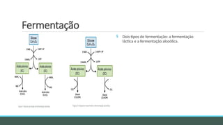 Fermentação
§ Dois tipos de fermentação: a fermentação
láctica e a fermentação alcoólica.
 