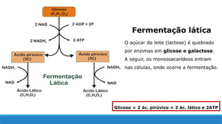 O açúcar do leite (lactose) é quebrado
por enzimas em glicose e galactose.
A seguir, os monossacarídeos entram
nas células, onde ocorre a fermentação.
Fermentação lática
Glicose = 2 ác. pirúvico = 2 ác. lático e 2ATP
 