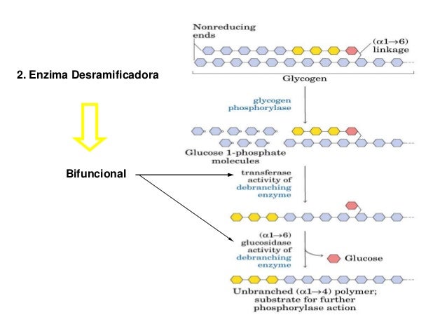 Fermentacao Alcoolica E Latica Gliconeogenese Glicogenese E Glicoge
