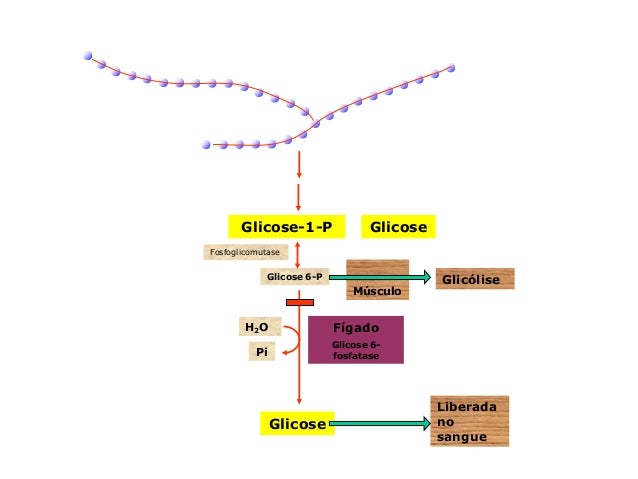 Fermentacao Alcoolica E Latica Gliconeogenese Glicogenese E Glicoge