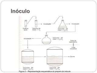 Inóculo
Figura 2 – Representação esquemática do preparo do inóculo
 