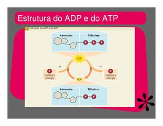 FermentaçãO E RespiraçãO