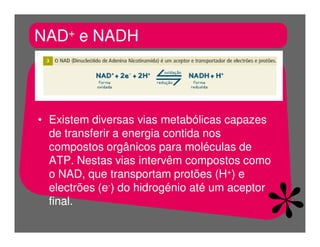 FermentaçãO E RespiraçãO