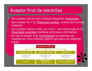 FermentaçãO E RespiraçãO