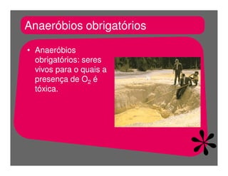 FermentaçãO E RespiraçãO