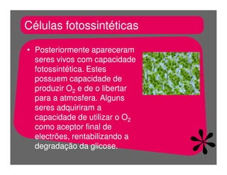 FermentaçãO E RespiraçãO