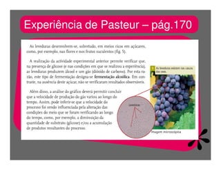 FermentaçãO E RespiraçãO