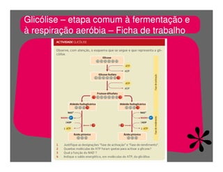 FermentaçãO E RespiraçãO