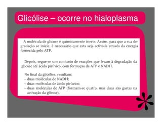 FermentaçãO E RespiraçãO