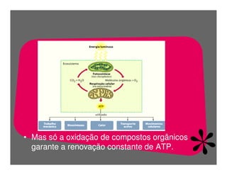 FermentaçãO E RespiraçãO
