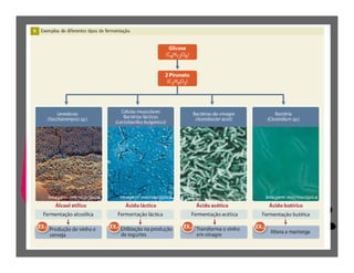 FermentaçãO E RespiraçãO