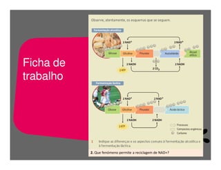 FermentaçãO E RespiraçãO