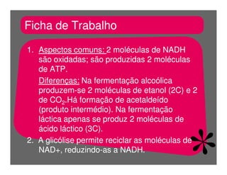 FermentaçãO E RespiraçãO