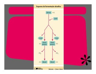 FermentaçãO E RespiraçãO