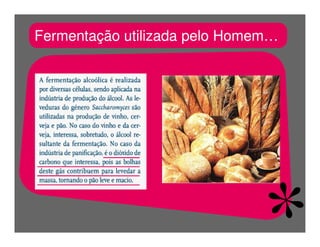 FermentaçãO E RespiraçãO