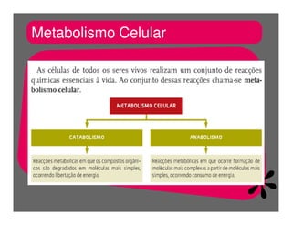 FermentaçãO E RespiraçãO