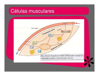 FermentaçãO E RespiraçãO