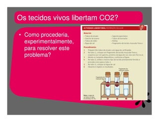 FermentaçãO E RespiraçãO