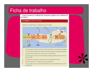 FermentaçãO E RespiraçãO
