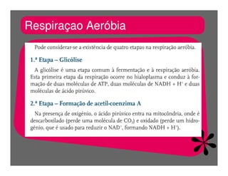 FermentaçãO E RespiraçãO