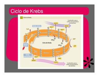 FermentaçãO E RespiraçãO