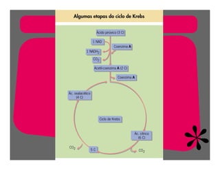 FermentaçãO E RespiraçãO