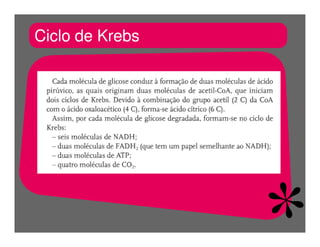 FermentaçãO E RespiraçãO