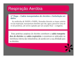 FermentaçãO E RespiraçãO
