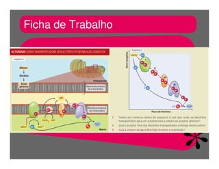 FermentaçãO E RespiraçãO