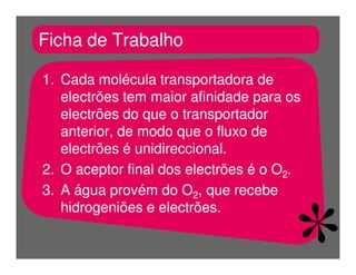 FermentaçãO E RespiraçãO