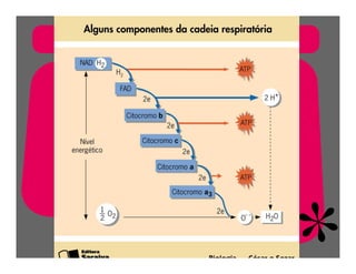 FermentaçãO E RespiraçãO
