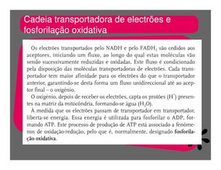 FermentaçãO E RespiraçãO