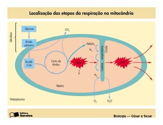 FermentaçãO E RespiraçãO