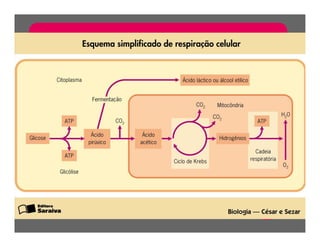 FermentaçãO E RespiraçãO