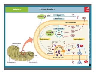 FermentaçãO E RespiraçãO