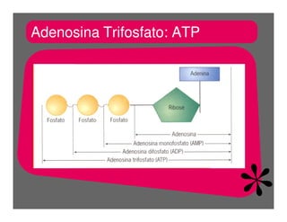 FermentaçãO E RespiraçãO