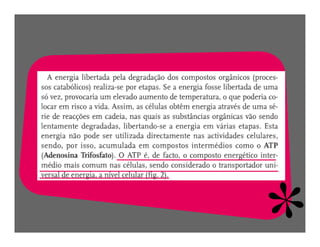 FermentaçãO E RespiraçãO