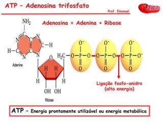 ATP – Adenosina trifosfato
ATP – Energia prontamente utilizável ou energia metabólica
Prof. Emanuel
Adenosina = Adenina + Ribose
Ligação fosfo-anidro
(alta energia)
 