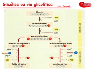 Glicólise ou via glicolítica Prof. Emanuel
 