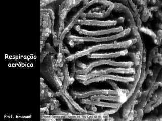 Respiração
aeróbica
Prof. Emanuel
 