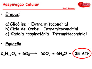 • Etapas:
a) Glicólise – Extra mitocondrial
b) Ciclo de Krebs – Intramitocondrial
c) Cadeia respiratória –Intramitocondrial
• Equação:
C6H12O6 + 6O2 6CO2 + 6H2O + 38 ATP
Respiração Celular
Prof. Emanuel
 