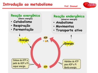 Reação exergônica
(libera energia)
• Catabolismo
• Respiração
• Fermentação
Reação endergônica
(absorve energia)
• Anabolismo
• Movimentos
• Transporte ativo
Introdução ao metabolismo Prof. Emanuel
 
