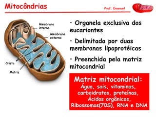 • Organela exclusiva dos
eucariontes
• Delimitada por duas
membranas lipoprotéicas
• Preenchida pela matriz
mitocondrial
Mitocôndrias Prof. Emanuel
Matriz mitocondrial:
Água, sais, vitaminas,
carboidratos, proteínas,
Ácidos orgânicos,
Ribossomos(70S), RNA e DNA
Membrana
interna
Membrana
externa
Crista
Matriz
 