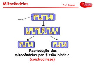 Reprodução das
mitocôndrias por fissão binária.
(condrocinese)
Mitocôndrias Prof. Emanuel
 