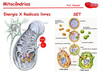 Mitocôndrias Prof. Emanuel
Energia X Radicais livres SET
H2O2
O2
-
 