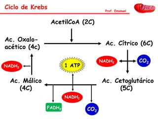 Ac. Oxalo-
acético (4c)
AcetilCoA (2C)
Ac. Cítrico (6C)
Ac. Cetoglutárico
(5C)
Ac. Málico
(4C)
Ciclo de Krebs Prof. Emanuel
NADH2 CO2
CO2
FADH2
1 ATPNADH2
NADH2
 